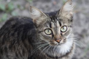 CatchCat: así es el ‘Pokémon Go’ que lo reta a buscar gatos en su barrio