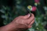 En imágenes: Así crece la amapola en las montañas de Guerrero (México)