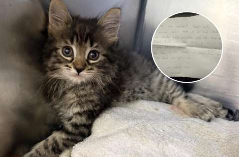 Abandonan con triste carta a un gatico por tener leucemia: “Lo sentimos”