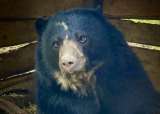 Tamá, el oso de anteojos que escapó del Jaime Duque, retornará a la vida silvestre