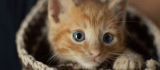 Gatos naranjas: ¿qué raza de felinos son?