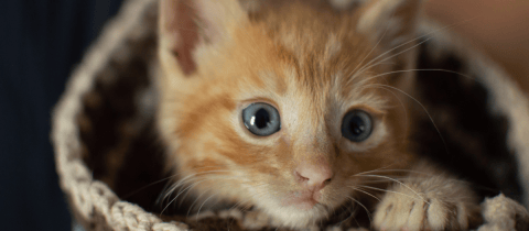 Descubren el gen oculto detrás del pelaje anaranjado y multicolor de los gatos