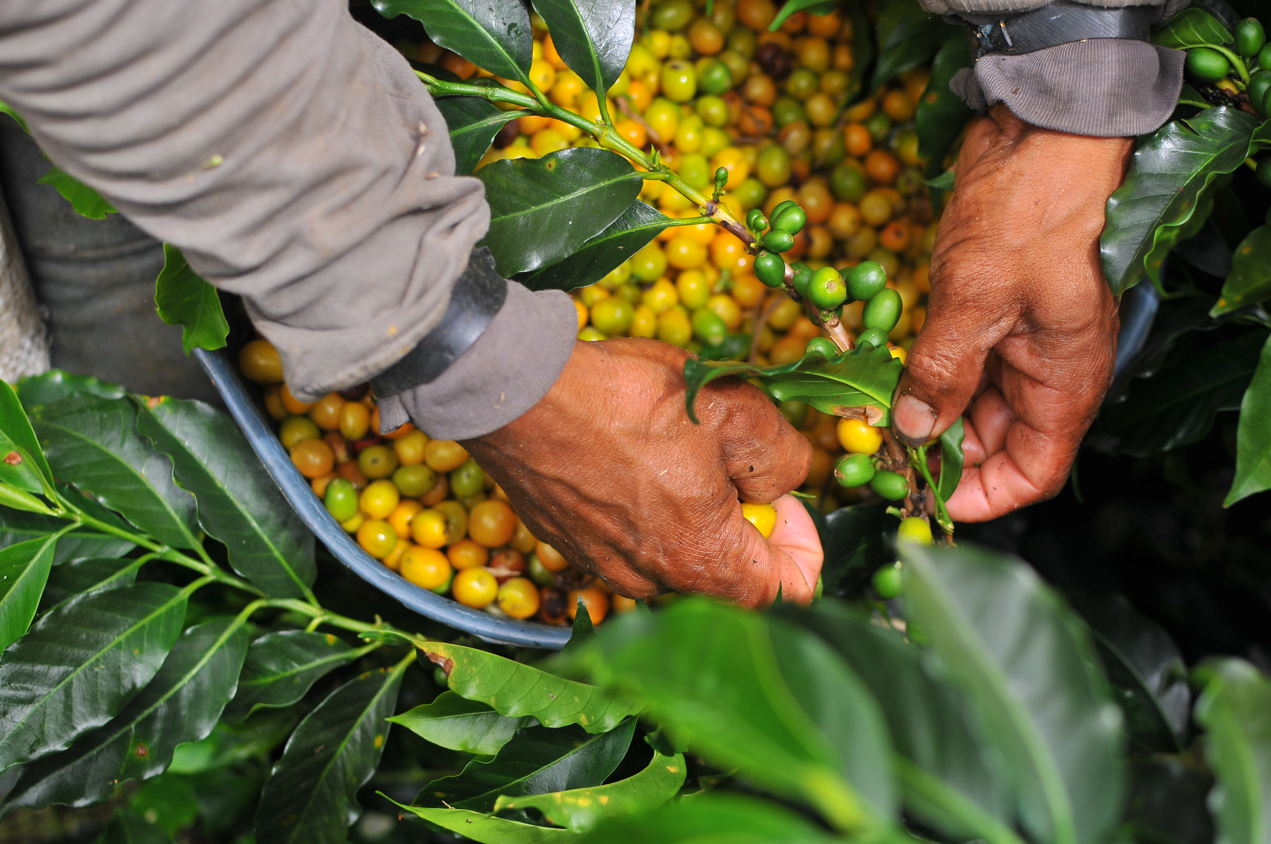Recorrido del escritor y columnista Alfredo Molano por esta zona donde nacieron las Farc, diferentes aspectos: Casas, habitantes, cultivos de café, campesinos, caficultores, vistas panorámicas de la región, montañas.