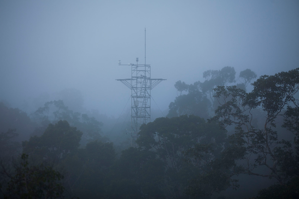 Científicos van a “rociar” CO₂ sobre la Amazonia. ¿Qué buscan?