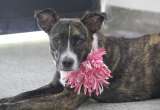 Este fin de semana tendrá la oportunidad de adoptar un animal rescatado en Cali