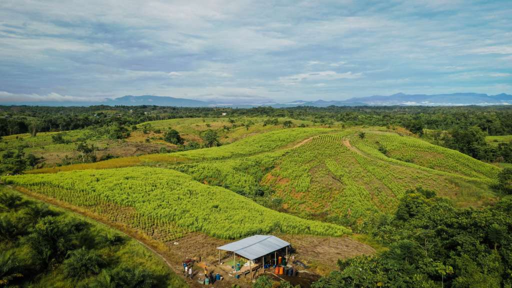 cultivos de coca en Tibú- Catatumbo