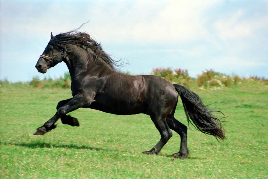 Caballo frisón