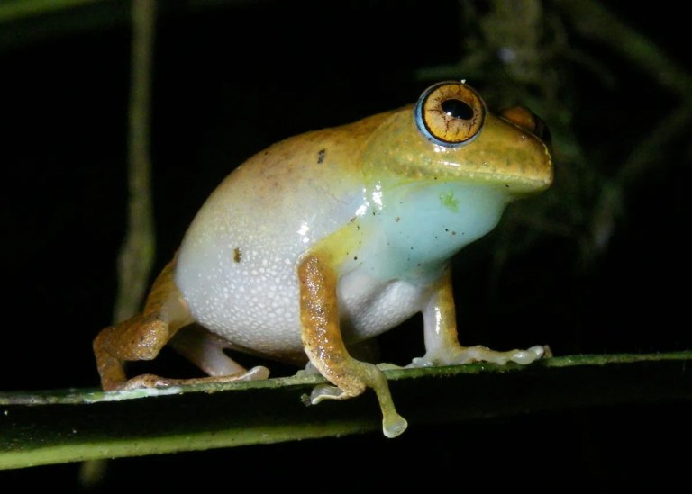 Científicos descubren siete especies de ranas y les ponen nombres inspirados en ‘Star Trek’