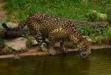 La nueva estrategia para conservar los 16.000 jaguares que quedan en Colombia