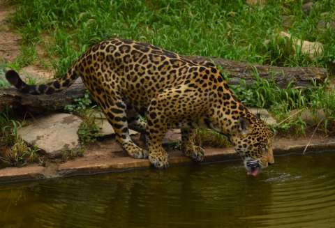 La nueva estrategia para conservar los 16.000 jaguares que quedan en Colombia