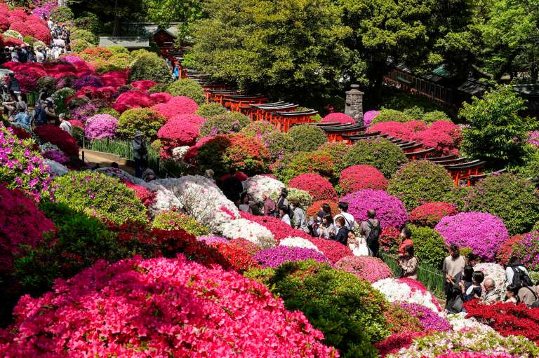 Tokyo (Japan), 19/04/2024.- Azalea in full bloom attract visitors at Nezu Shrine garden in Tokyo, Japan, 19 April 2024 while highest temperature in central Tokyo rose into 23.4 degrees Celsius, 3.4 degrees higher than usual. About 100 types of 3,000 azaleas attract visitors during the Azalea Festival held at the shrine from 30 March to 30 April in 2024. (Japón, Tokio) EFE/EPA/KIMIMASA MAYAMA