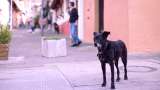 Concierto de Don Tetto, La 33 y más bandas “rolas” en apoyo a animales rescatados