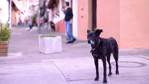 Concierto de Don Tetto, La 33 y más bandas “rolas” en apoyo a animales rescatados
