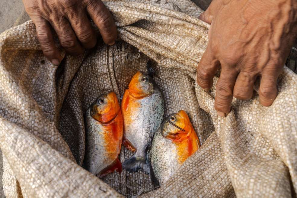 Tres pirañas rojas (Pygocentrus nattereri s) fueron capturadas durante una jornada de pesca en el Resguardo Indígena Mocagua en Amazonas.