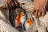 Hallan altos niveles de mercurio en algunos peces de la Amazonia colombiana