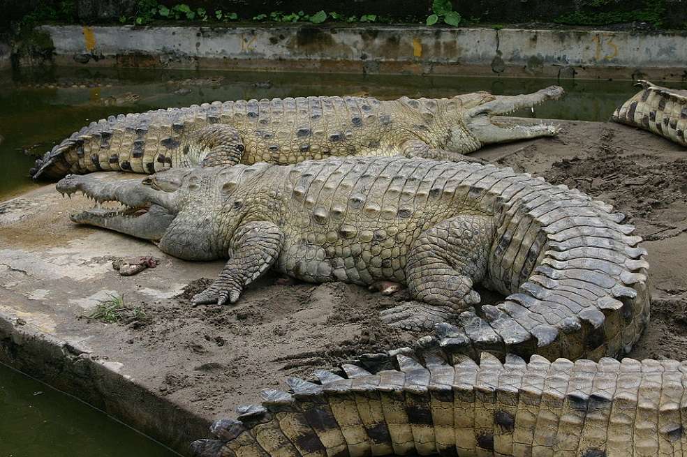 El "Cocodrilus Intermedius" o Caimán Lllanero está en peligro crítico en Colombia. / Mauriciogq~commonswiki