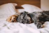Consejos para eliminar las pulgas del cuerpo de tu perro