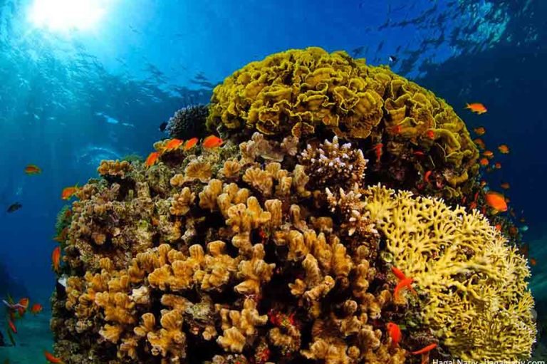 La extraña enfermedad que amenaza a los corales del Caribe