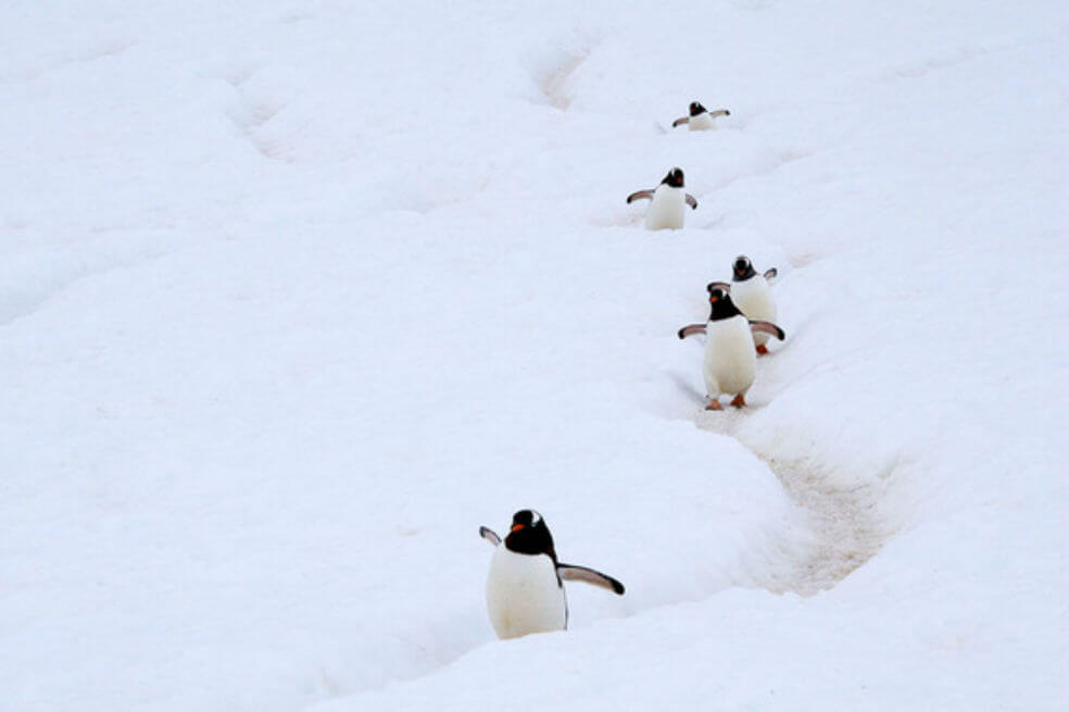 Pingüinos gentú en la península antártica / Wikipedia
