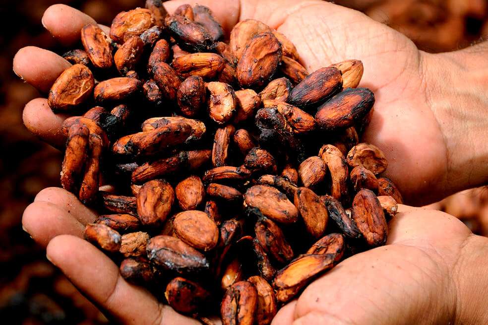 Los principales países compradores de cacao Colombiano son México, Malasia, Bélgica y Estados Unidos. / Pixabay