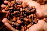 Colombia produjo 59.665 toneladas de cacao en 2019