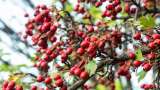 ¿Qué árbol común es el que deja “bolitas” rojas en las calles de Bogotá?