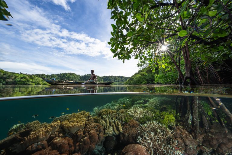 “En 2024/25, el blanqueamiento masivo de corales afectó al 84 % de los arrecifes a nivel mundial”, afirma Mitchell. “Incluso zonas que antes se consideraban refugios climáticos, como Raja Ampat, se vieron afectadas por primera vez. El aumento de la temperatura del agua y los desequilibrios nutricionales llevaron a arrecifes enteros más allá de un punto de inflexión. Sin embargo, algunas zonas demostraron su resiliencia, como el intrincado equilibrio que proporciona este sistema de manglares”.