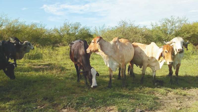 Ganadería sostenible se traduce en predios llenos de cercas vivas al lado de los riachuelos, árboles sembrados y corredores de biodiversidad. / Fotos: Propaís