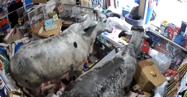 Destruyeron todo: dos vacas entraron a una tienda y generaron caos (video)