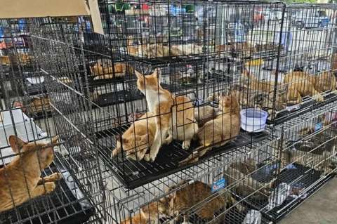 Rescatan a 400 gatos que iban a ser vendidos al mercado ilegal de carne felina en Vietnam