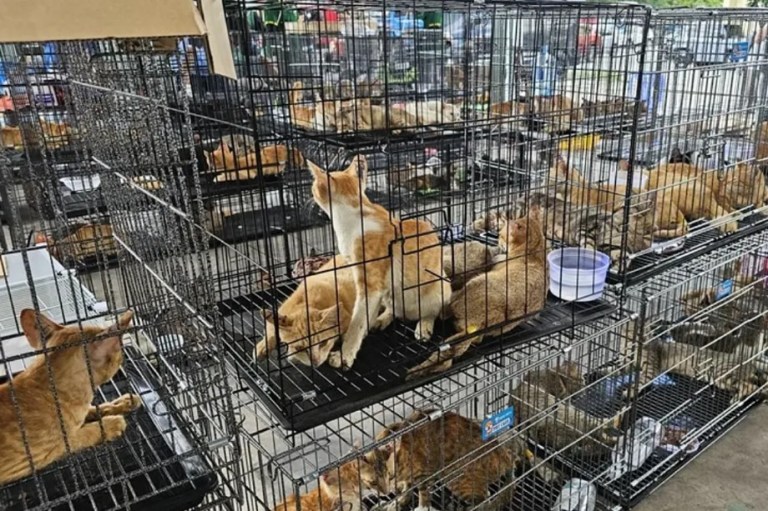 Rescatan a 400 gatos que iban a ser vendidos al mercado ilegal de carne felina en Vietnam