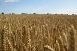La biodiversidad que sostiene alimentación del mundo se está perdiendo