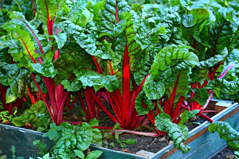 La acelga es una hortaliza resistente, nutritiva y altamente productiva, ideal para huertas caseras por su fácil cultivo, valor alimenticio y propiedades medicinales.