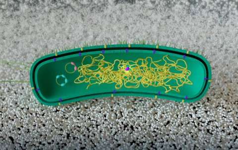 Con inteligencia artificial, científicos logran que una bacteria degrade nanoplásticos
