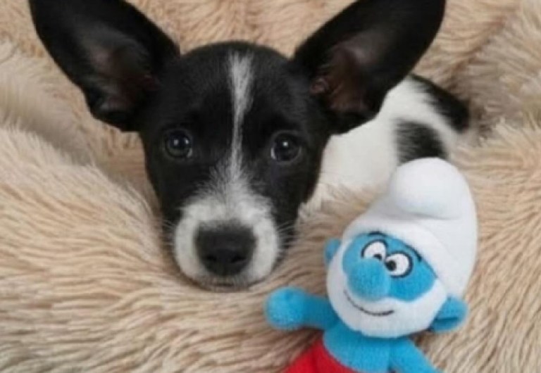 Pitufino fue devuelto al refugio diez días después de ser adoptado por no aprender rápido