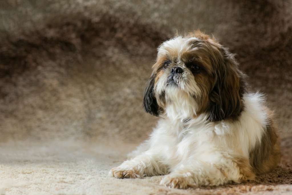 Estos tipos de perros son muy cariñosos e inteligentes y necesitan una atención constante por parte de sus dueños.