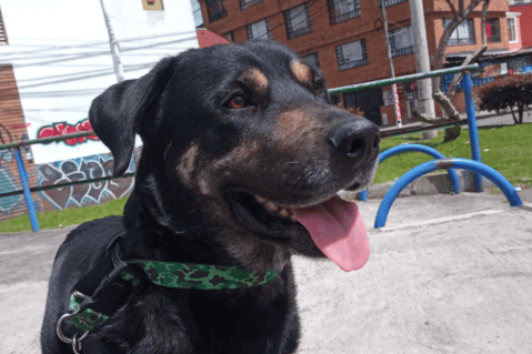 Gufi, perrito rescatado y encontrado por su familia, volvió a perderse en Bogotá