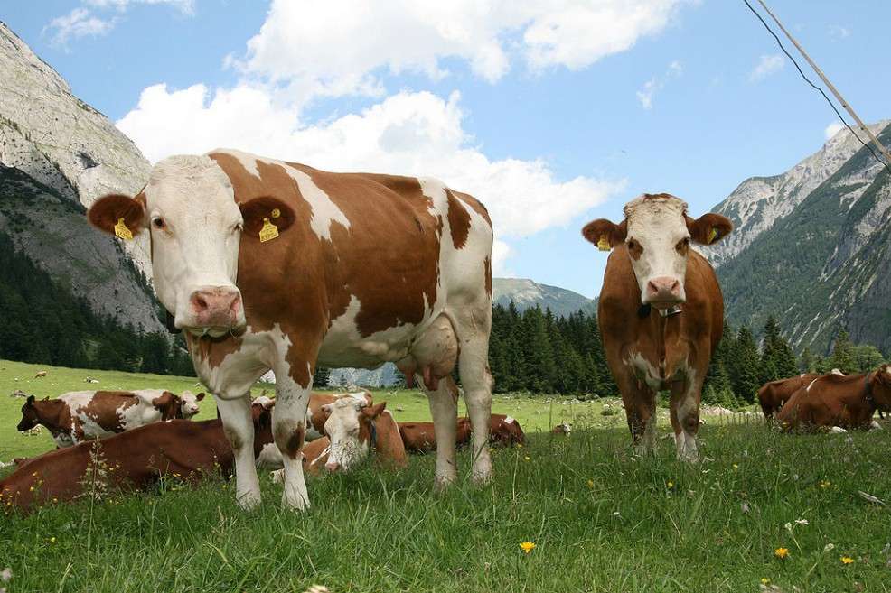 Fotografía de la especie Bos Taurus. / Wikimedia - Creative Commons
