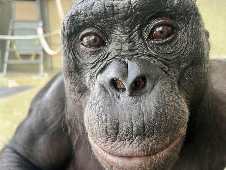 Los bonobos también tendrían la capacidad de fantasear, como los humanos