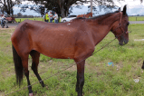 Caballo murió al caer de un puente durante cabalgata en la Feria de Tuluá