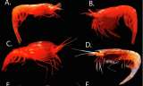 Los camarones que “brillan” han perfeccionado su visión en un mundo de sombras