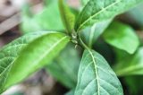 Aumento en niveles de CO2 cambia metabolismo fotosintético de plantas