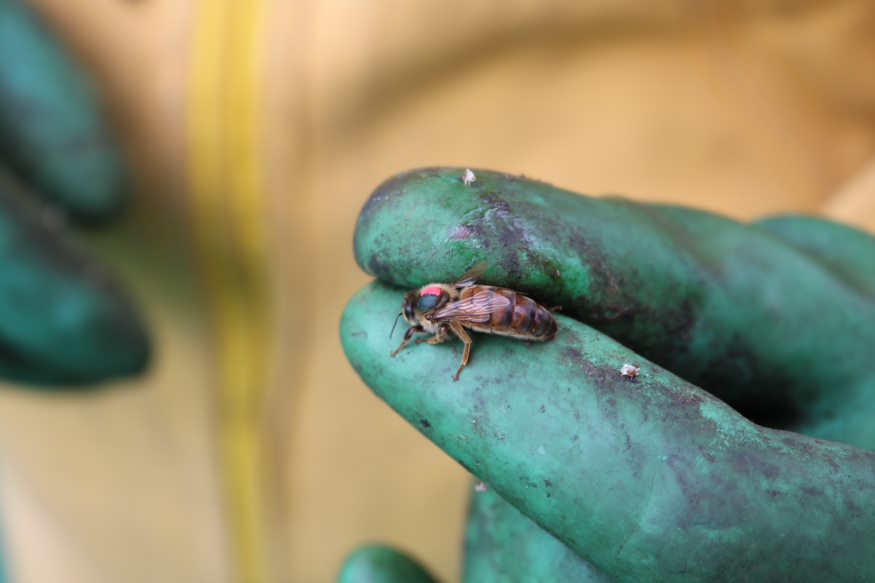 Imagen de una Abeja Reina cuando se posa sobre la mano del apicultor Óscar Rodríguez para ser metida en la caja de exposición de la tienda de miel de Apiarios San Orlando, en Tabio, Cundinamarca.  / Alejandra Ramírez Valbuena