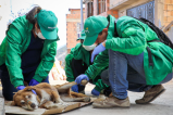 Van 74 animales domésticos atendidos en las zonas afectadas por incendios forestales