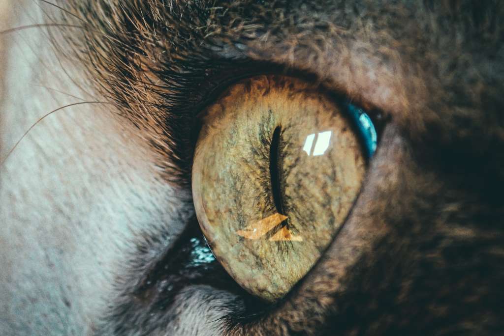 Si bien todavía puede haber un elemento emocional del que no somos conscientes, la mayoría de los investigadores sugieren que el color favorito de un gato es el azul.