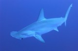 Alimentar tiburones, la práctica que pone en peligro a turistas en San Andrés