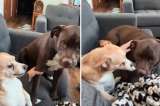 El poder del adiós: así fue la despedida de dos perros a su compañera fallecida