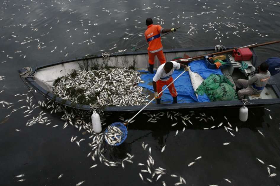 Recolectores de basura retiran peces muertos de la laguna Rodrigo de Freitas en Río de Janeiro. Foto: AFP