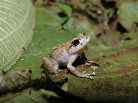 ¿Por qué Colombia debería escuchar a sus ranas?