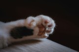 Rescatan a gato abandonado en un apartamento: una vecina lo alimentó por debajo de la puerta